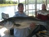 (09/14/2014) - Nice Striped Bass